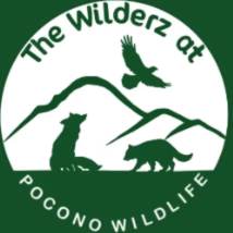 Amazing Animal Adaptations - LIVE Animal presentation - logo
